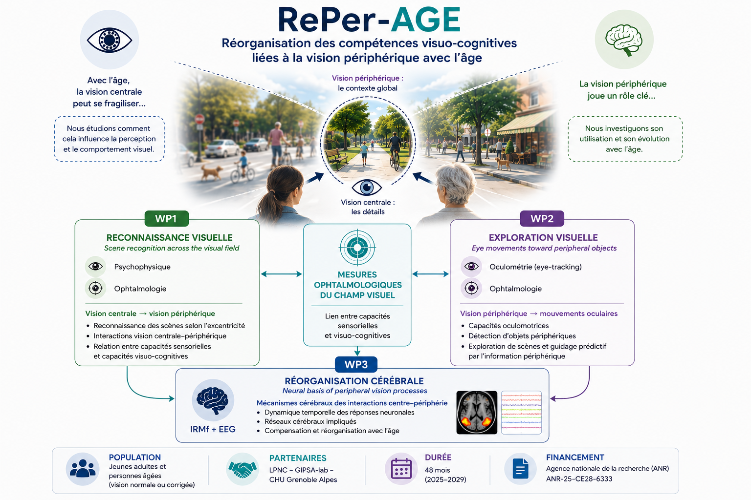 Schéma du projet RePer-AGE présentant l’étude des interactions entre vision centrale et périphérique au cours du vieillissement à travers trois axes : reconnaissance visuelle, mouvements oculaires et réorganisation cérébrale, associés à des mesures ophtalmologiques.