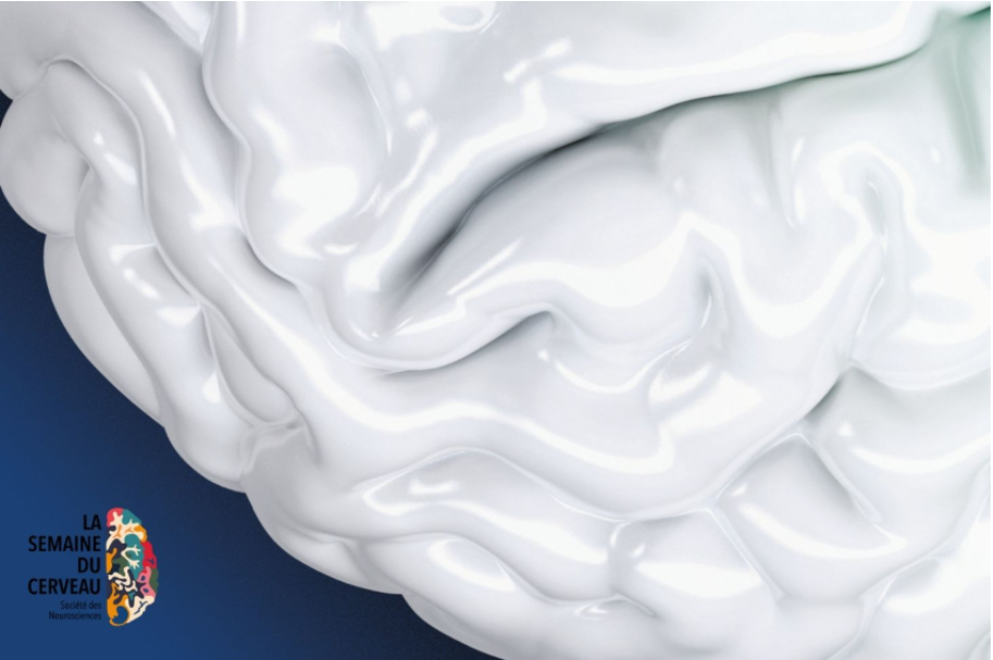 Semaine du Cerveau, c'est parti !